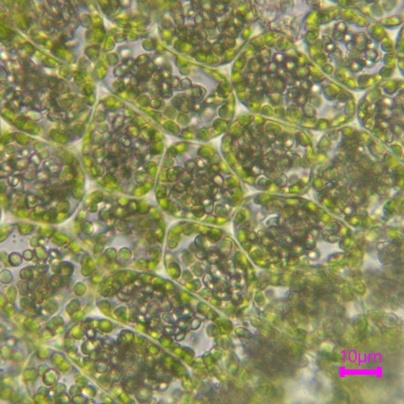 Schistochilopsis incisa var. incisa